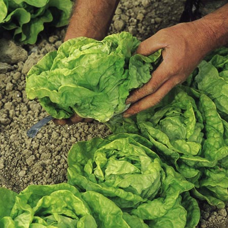 Lettuce All Year Round • خس طول العام - plantnmore