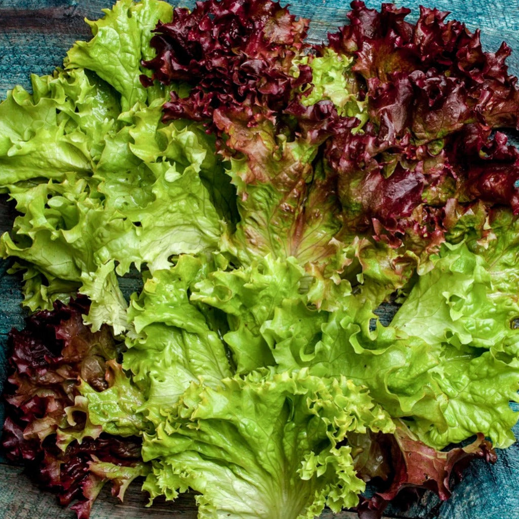 Lettuce Leaf Lollo Rosso •  خس لولو روسو - plantnmore