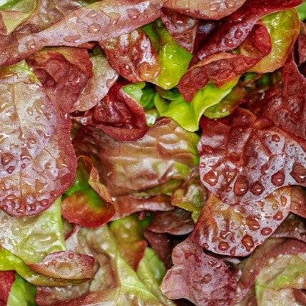 Lettuce Romain Cimmaron • خس احمر - plantnmore