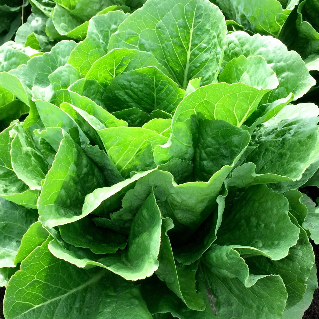 Paris Island Cos Lettuce • خس جزيرة بارس - plantnmore