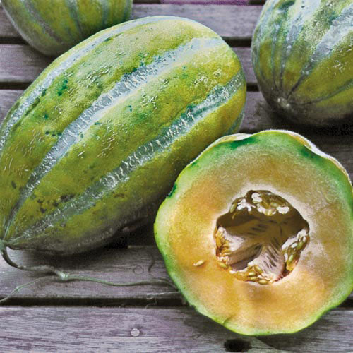 Melon Casaba Bidwell  • شمام كبير - plantnmore