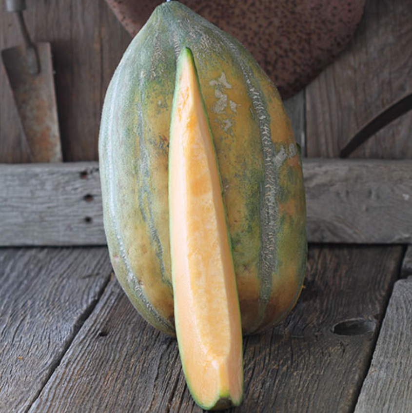 Melon Casaba Bidwell  • شمام كبير - plantnmore