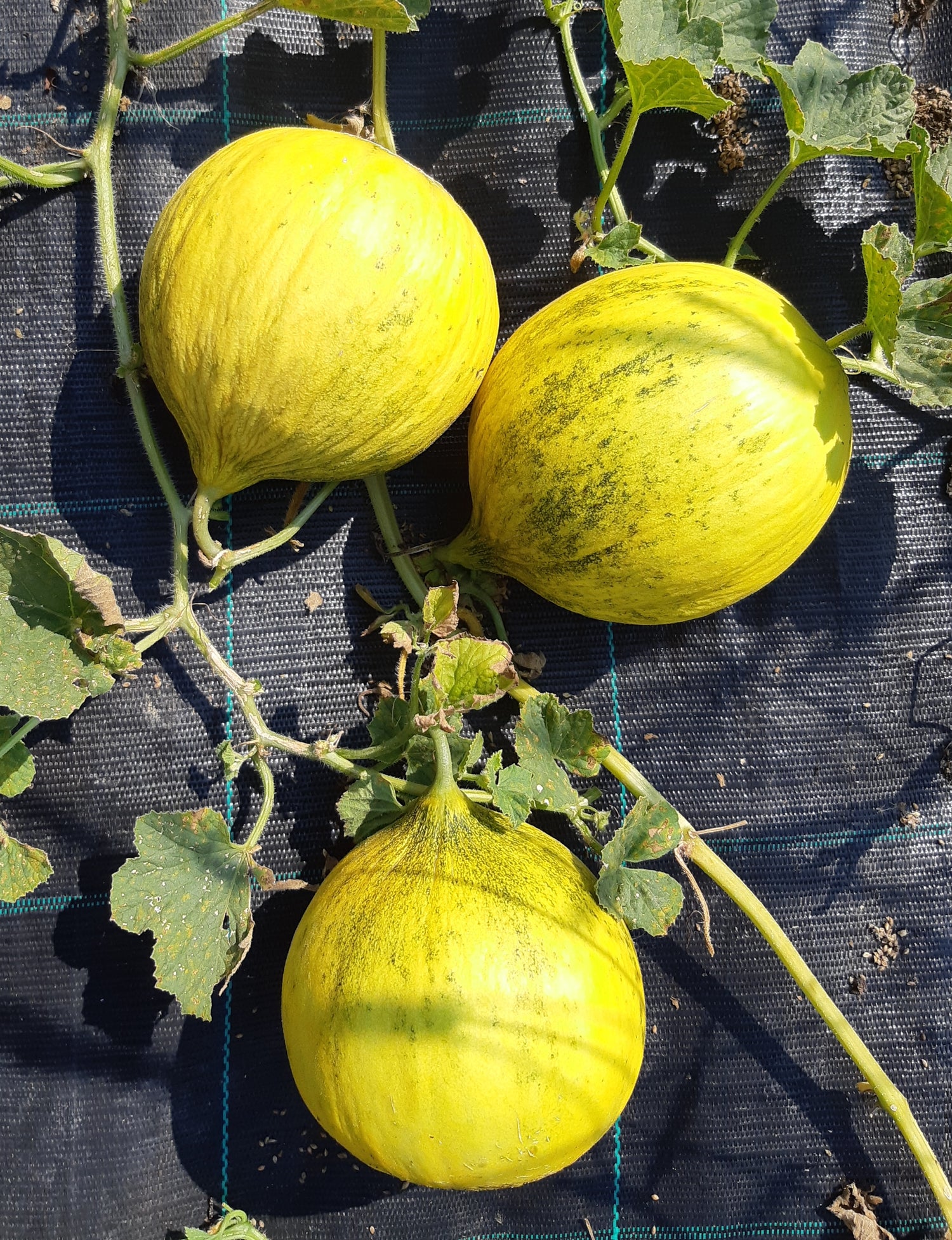 Melon Casaba Golden Beauty plantnmore