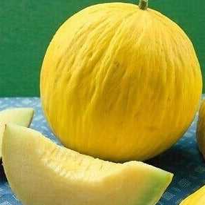 Melon Casaba Golden Beauty  •  شمام أصفرحلو - plantnmore
