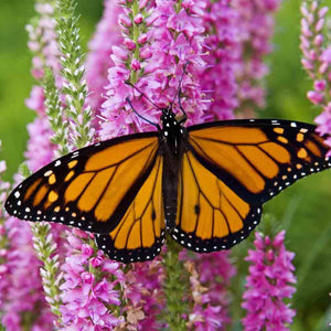 Humming Bird Butterfly Mix  • خلطة زهور جاذبة للملقحات - plantnmore