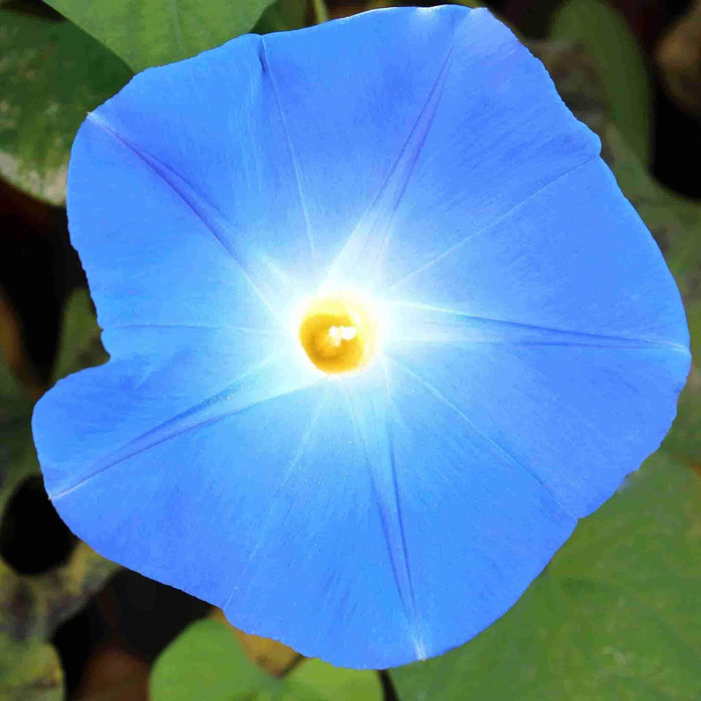 Morning Glory Heavenly Blue  • زهرة مجد الصباح - plantnmore