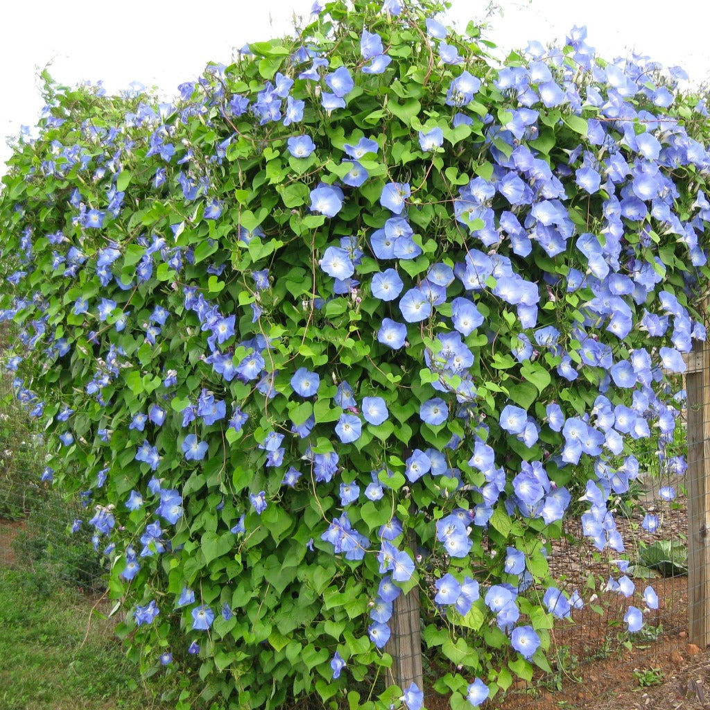 Morning Glory Heavenly Blue  • زهرة مجد الصباح - plantnmore