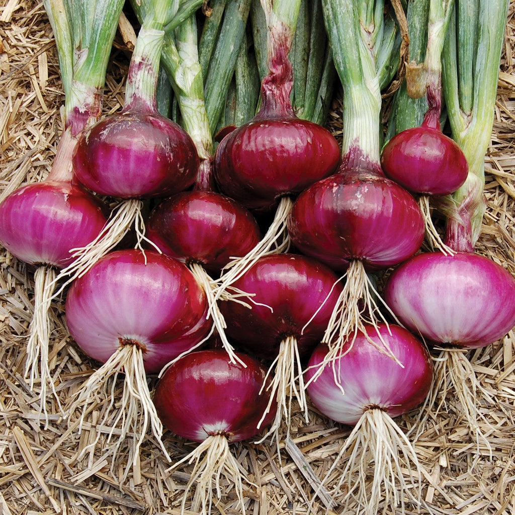 Onion Red Burgundy • بصل أحمر - plantnmore
