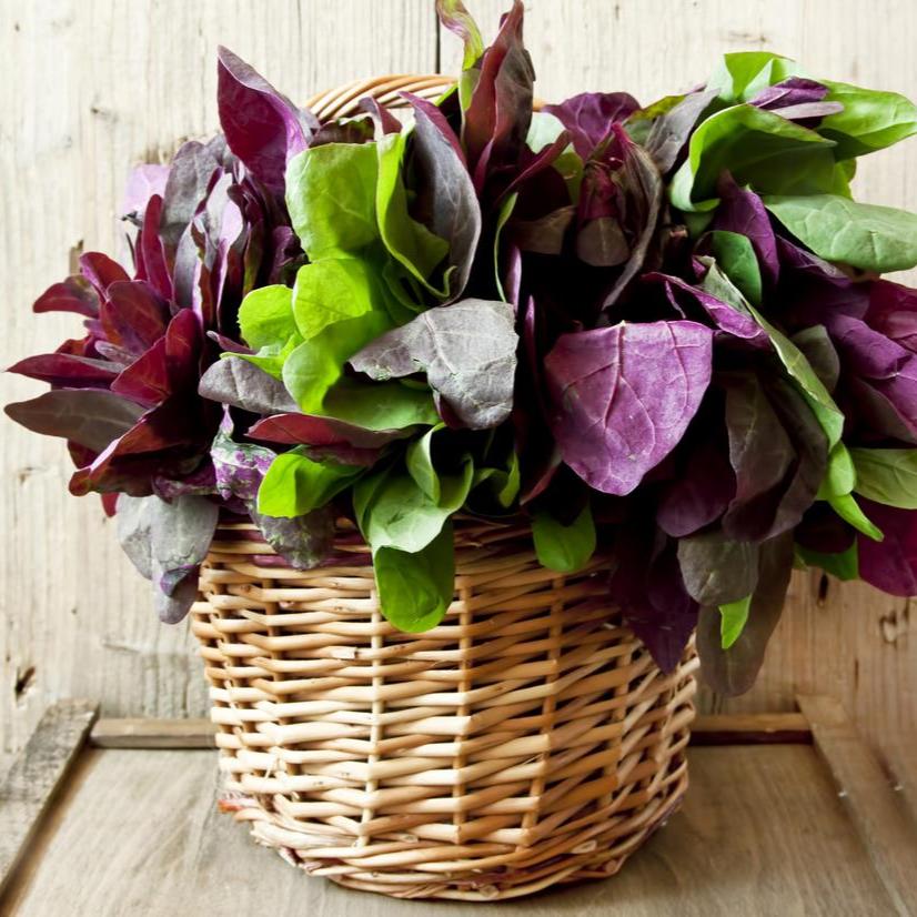 Purple Orach • الاوراك الاحمر - plantnmore