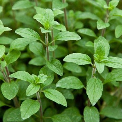 Oregano Italian •  زعتر ايطالي - plantnmore