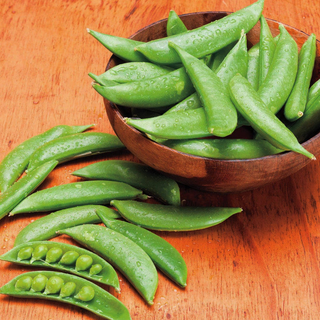 Snap Pea Sugar Daddy  • بزاليا حلوة - plantnmore