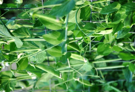 Snap Pea Sugar Daddy  • بزاليا حلوة - plantnmore