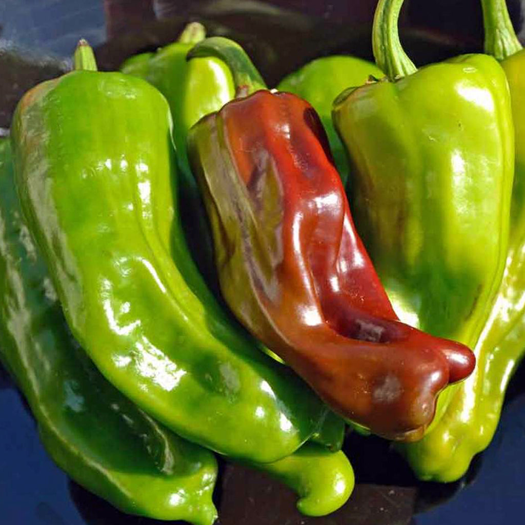 Italian Pepperoncini  • فلفل بيبرونجيني - plantnmore