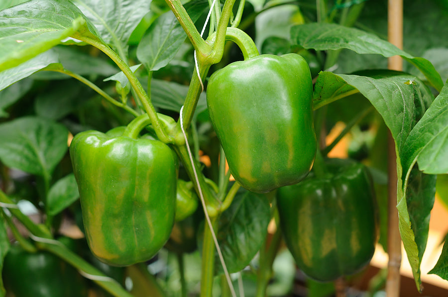 Pepper Yolo Wonder • فليفلة ملونة - plantnmore