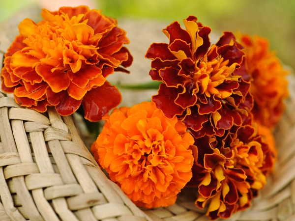 Marigold Petite Mixture •  ماريجولد صغير - plantnmore