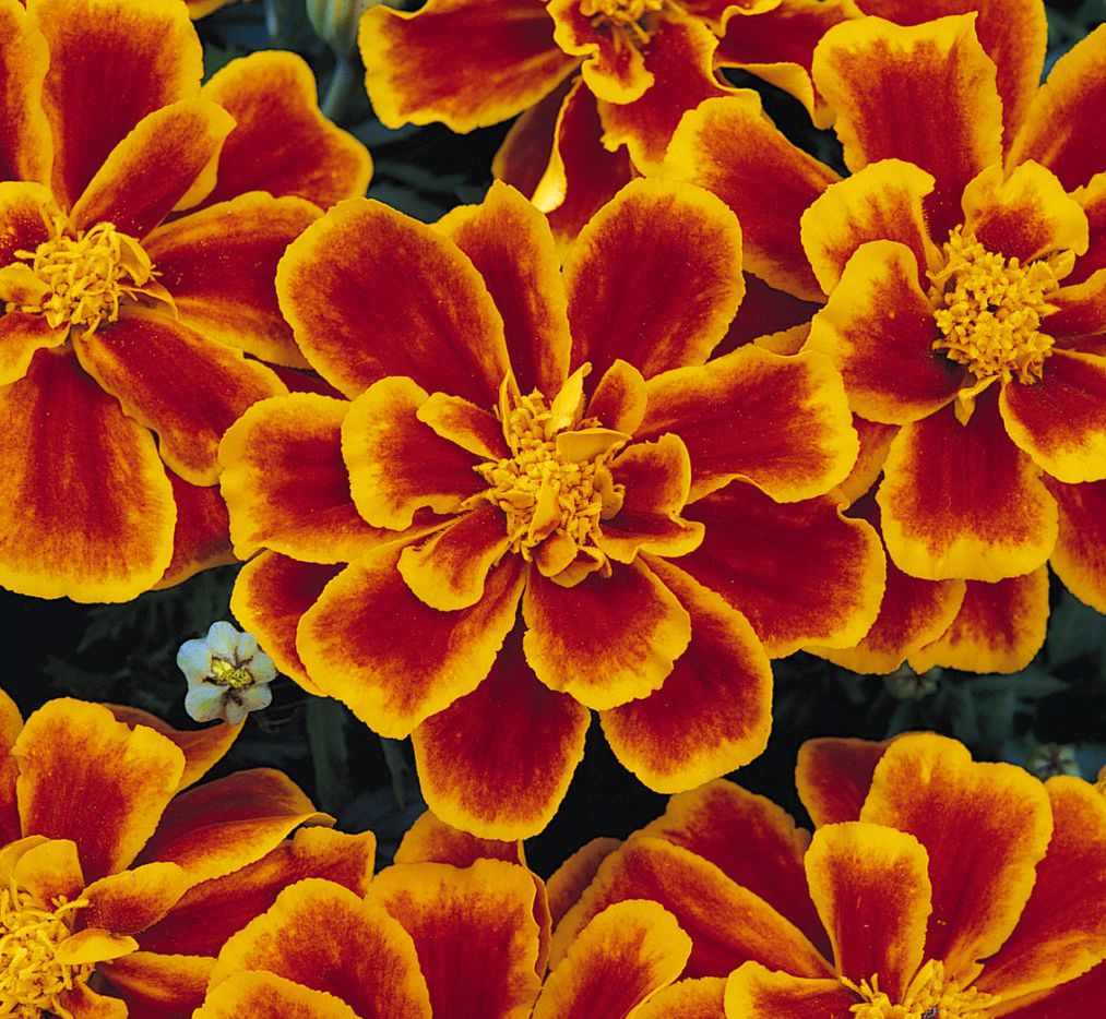 Marigold Petite Mixture •  ماريجولد صغير - plantnmore