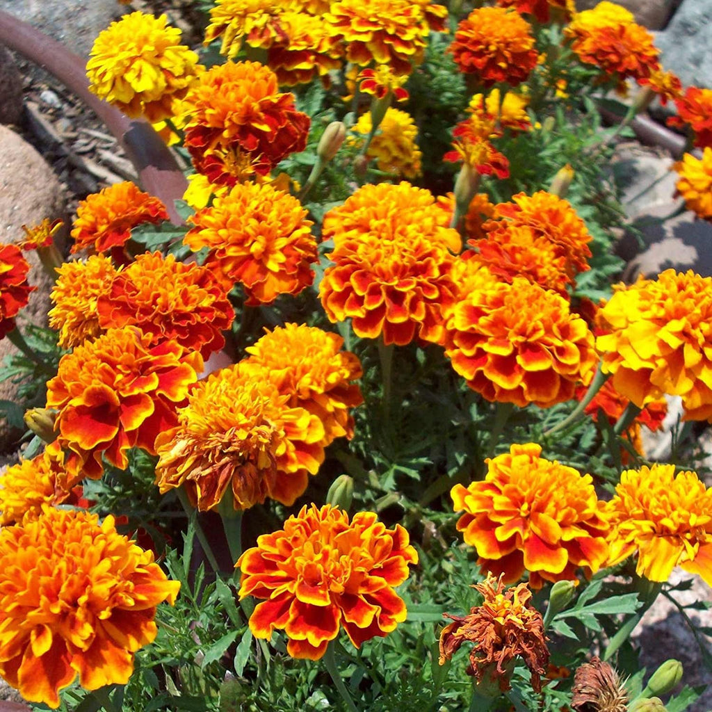 Marigold Petite Mixture •  ماريجولد صغير - plantnmore