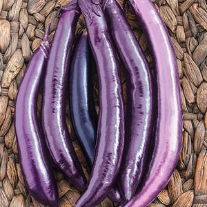 Ping Tung Long Eggplant • باذنجان طويل - plantnmore