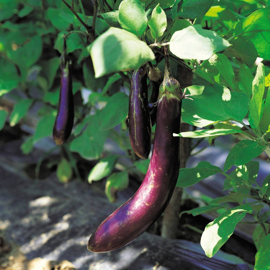 Ping Tung Long Eggplant • باذنجان طويل - plantnmore