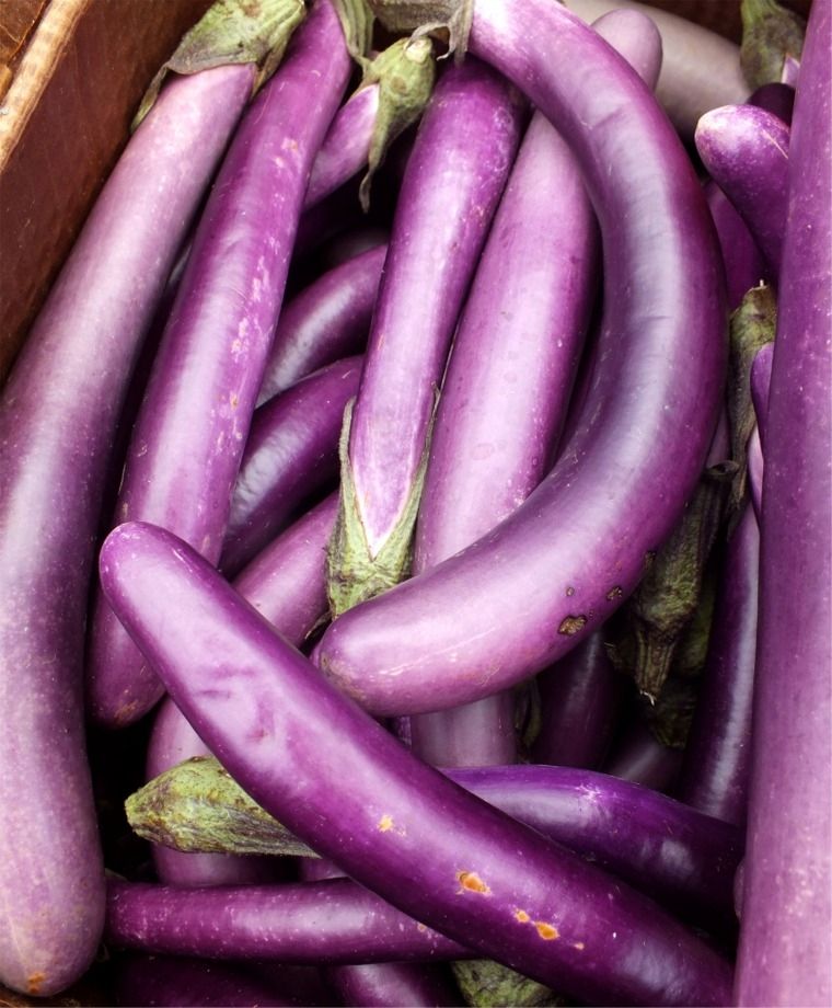 Ping Tung Long Eggplant • باذنجان طويل - plantnmore