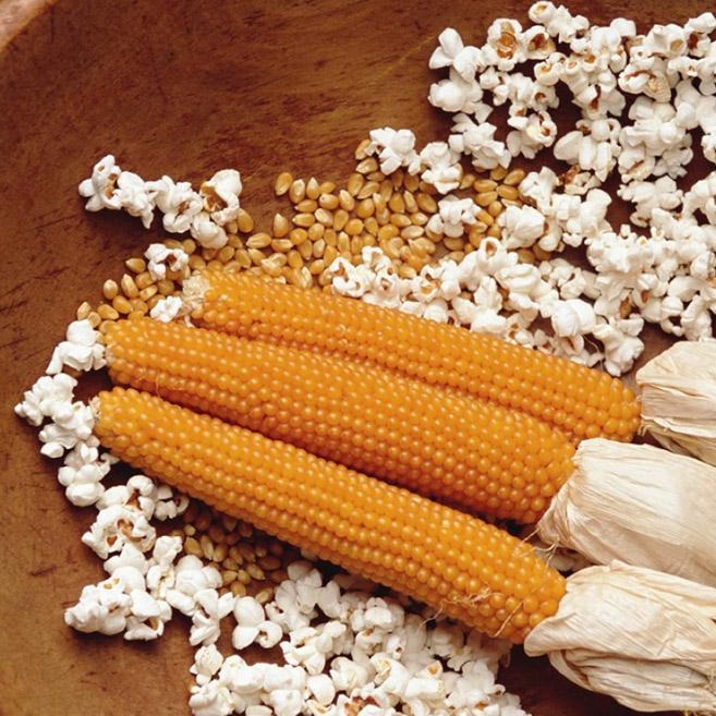 Popcorn Yellow • ذرة البوبكورن - plantnmore