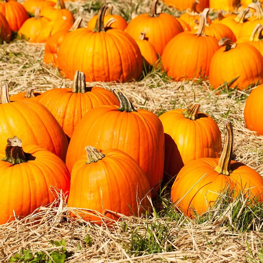 Pumpkin Jack O Lantern • قرع هالوين - plantnmore
