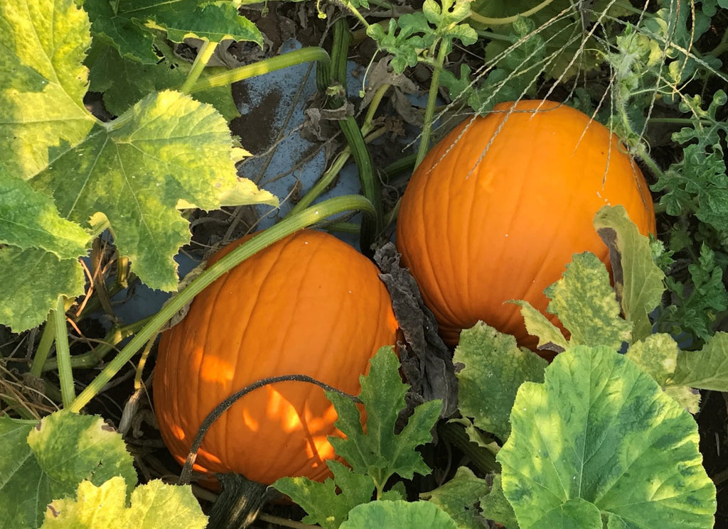 Pumpkin Jack O Lantern • قرع هالوين - plantnmore