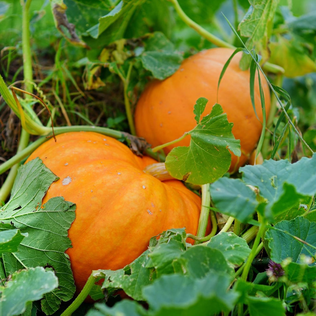 Pumpkin Jack O Lantern • قرع هالوين - plantnmore