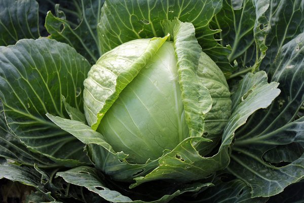Cabbage Golden Acre • ملفوف ابيض - plantnmore
