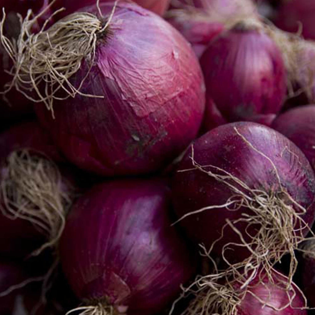 Onion Red Burgundy • بصل أحمر - plantnmore