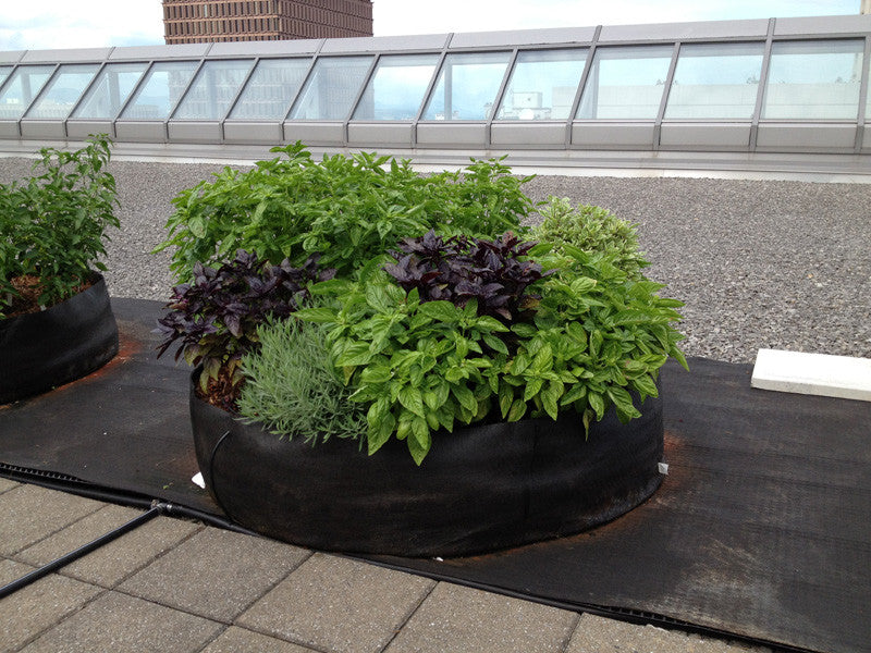 Fabric Raised Bed 100 gallon ● حوض ريزد بد ١٠٠ غالون - plantnmore