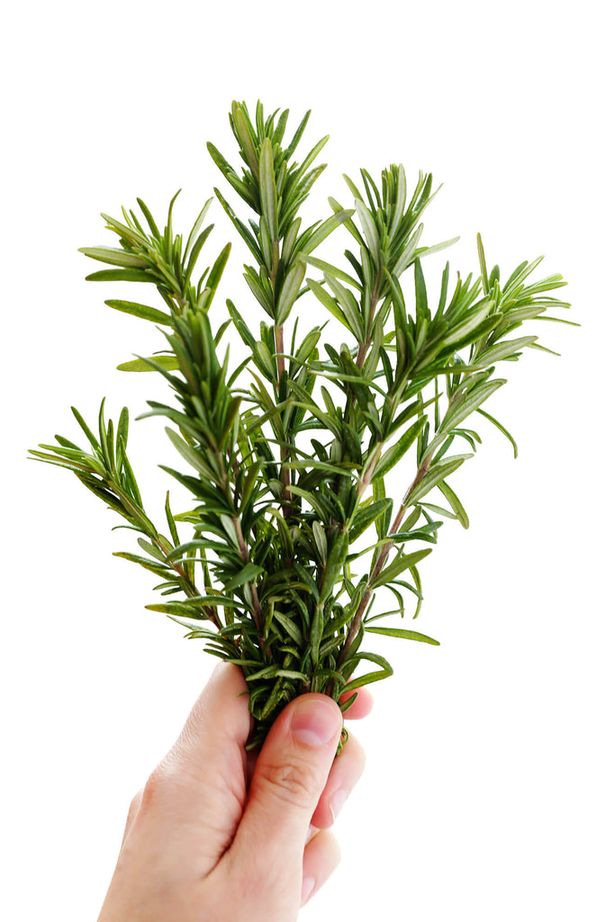 Rosemary • اكليل الجبل - plantnmore
