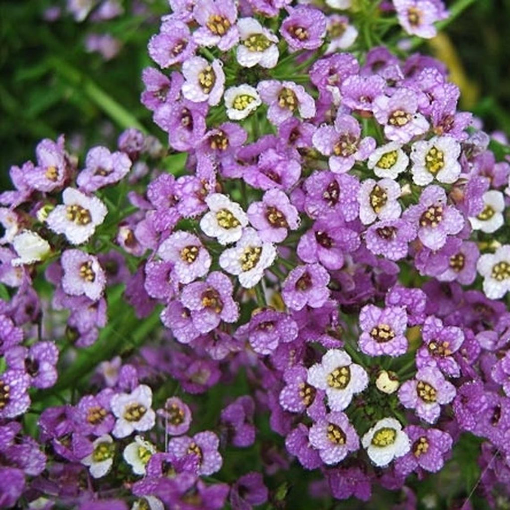 Alyssum Royal Carpet • أليسيوم السجادة الملكية - plantnmore