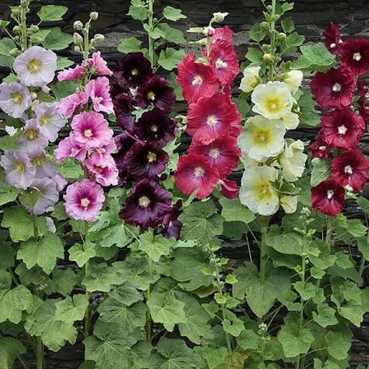 Hollyhock Summer Carnival • زهور الختمية - plantnmore