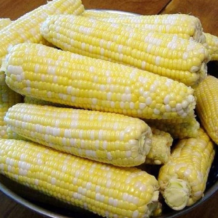 Corn Ambrosia • ذرة سكرية - plantnmore