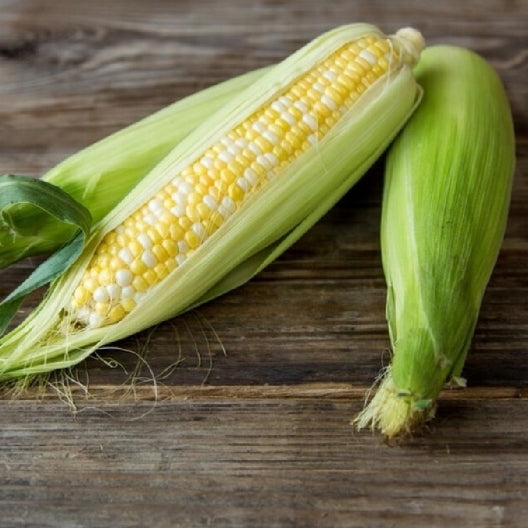 Corn Ambrosia • ذرة سكرية - plantnmore