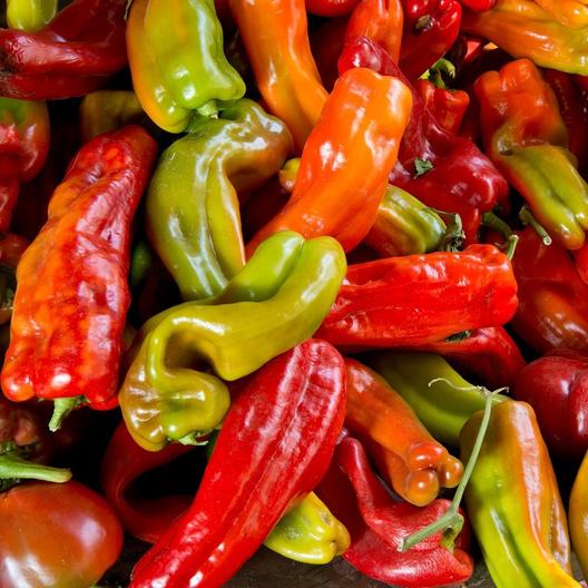 Anaheim Chili Pepper • فلفل اناهايم - plantnmore