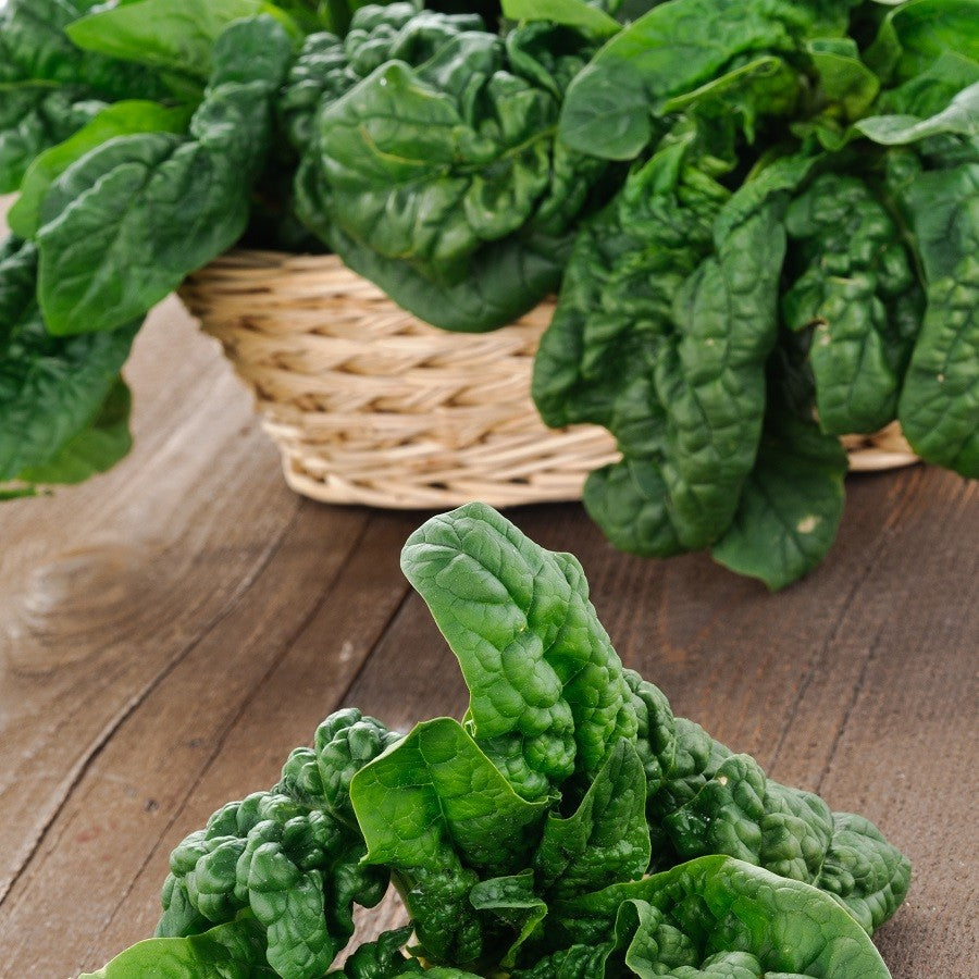 Spinach Bloomsdale Long Standing (o)• سبانخ كبير - plantnmore