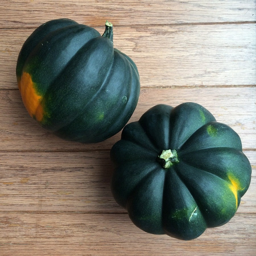 Pumpkin Table King Bush Acorn • قرع ملك المائدة البلوطي - plantnmore