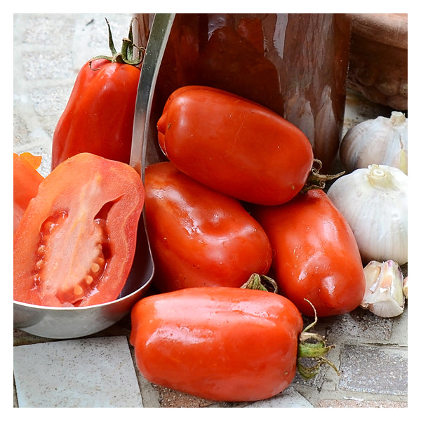 Tomato San Marzano • طماطم سان مرزانو - plantnmore