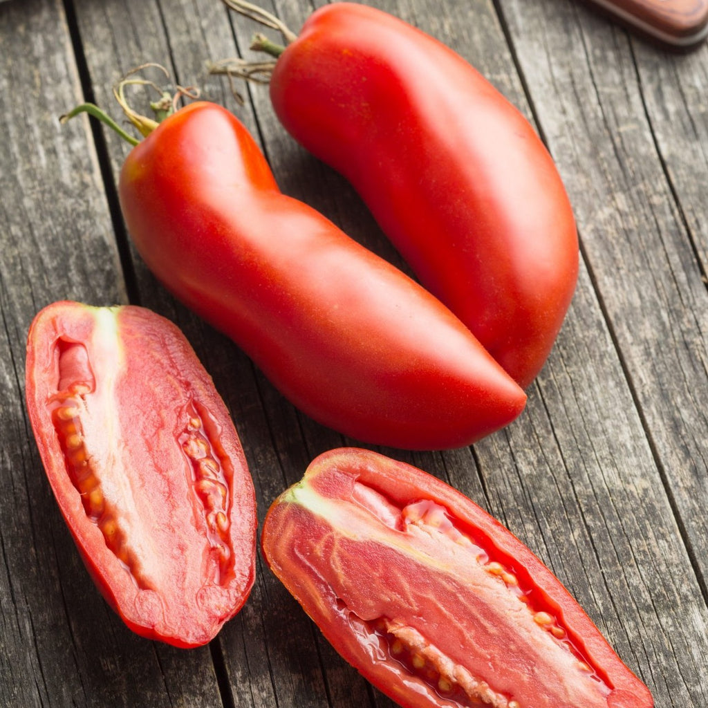 Tomato San Marzano • طماطم سان مرزانو - plantnmore