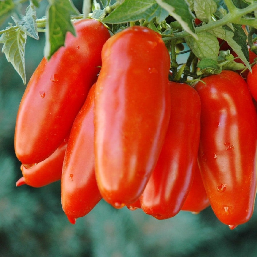 Tomato San Marzano • طماطم سان مرزانو - plantnmore