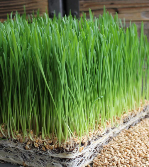 Wheatgrass Seeds 227g•  عشبة القمح - plantnmore