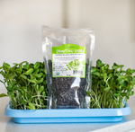 Sprouting Tray • صينية الإستنبات و الميكروجرين - plantnmore