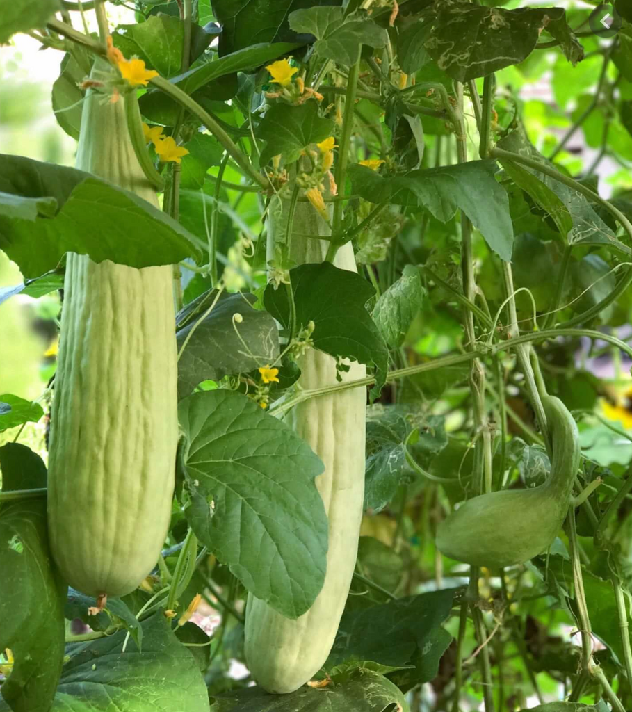 Cucumber Armenian • القثاء - plantnmore