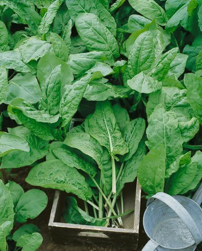 Sorrel  • حميض - plantnmore