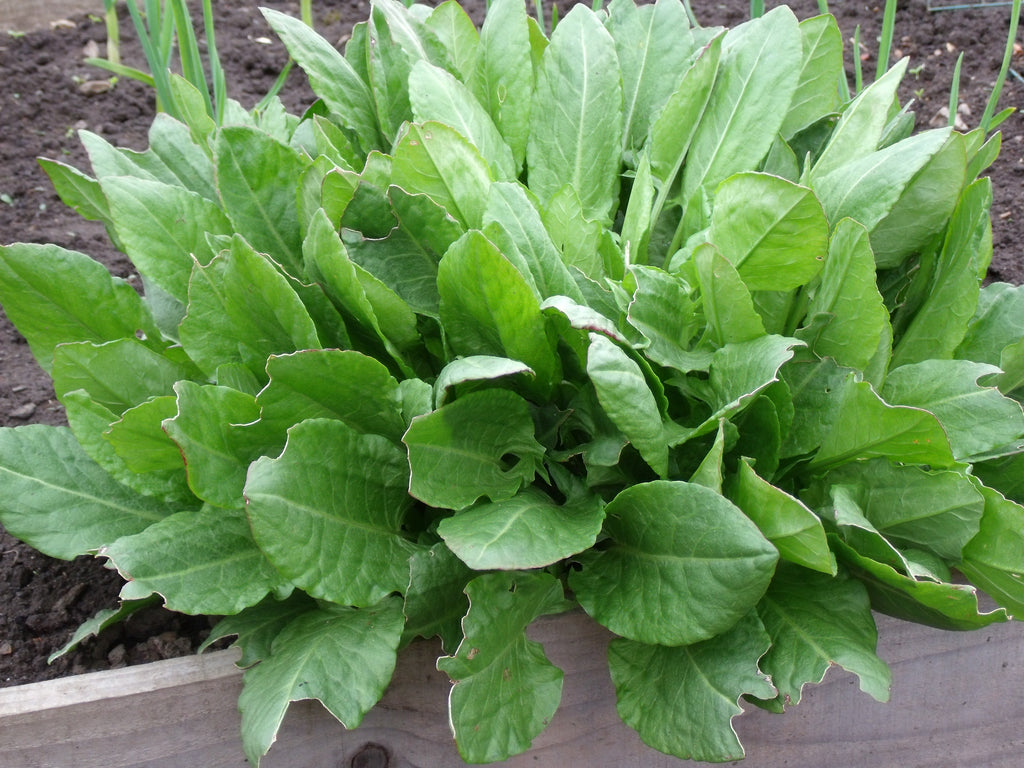 Sorrel  • حميض - plantnmore