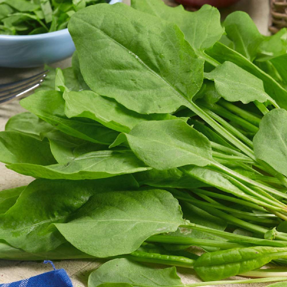 Sorrel  • حميض - plantnmore
