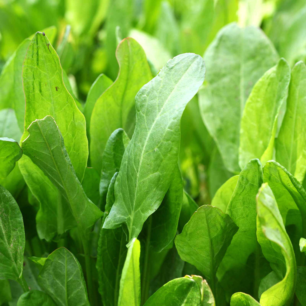 Sorrel  • حميض - plantnmore