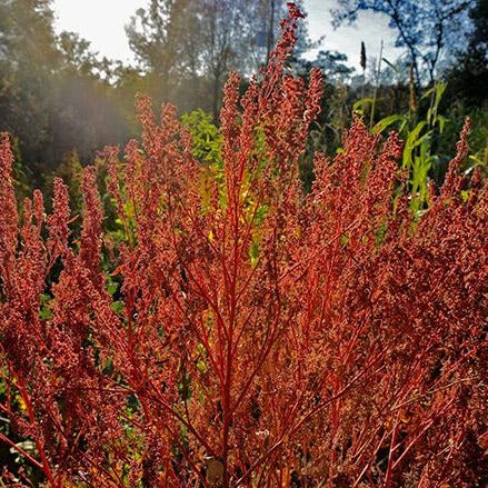 Spinach Red Aztec •  سبانخ أزتيك أحمر - plantnmore
